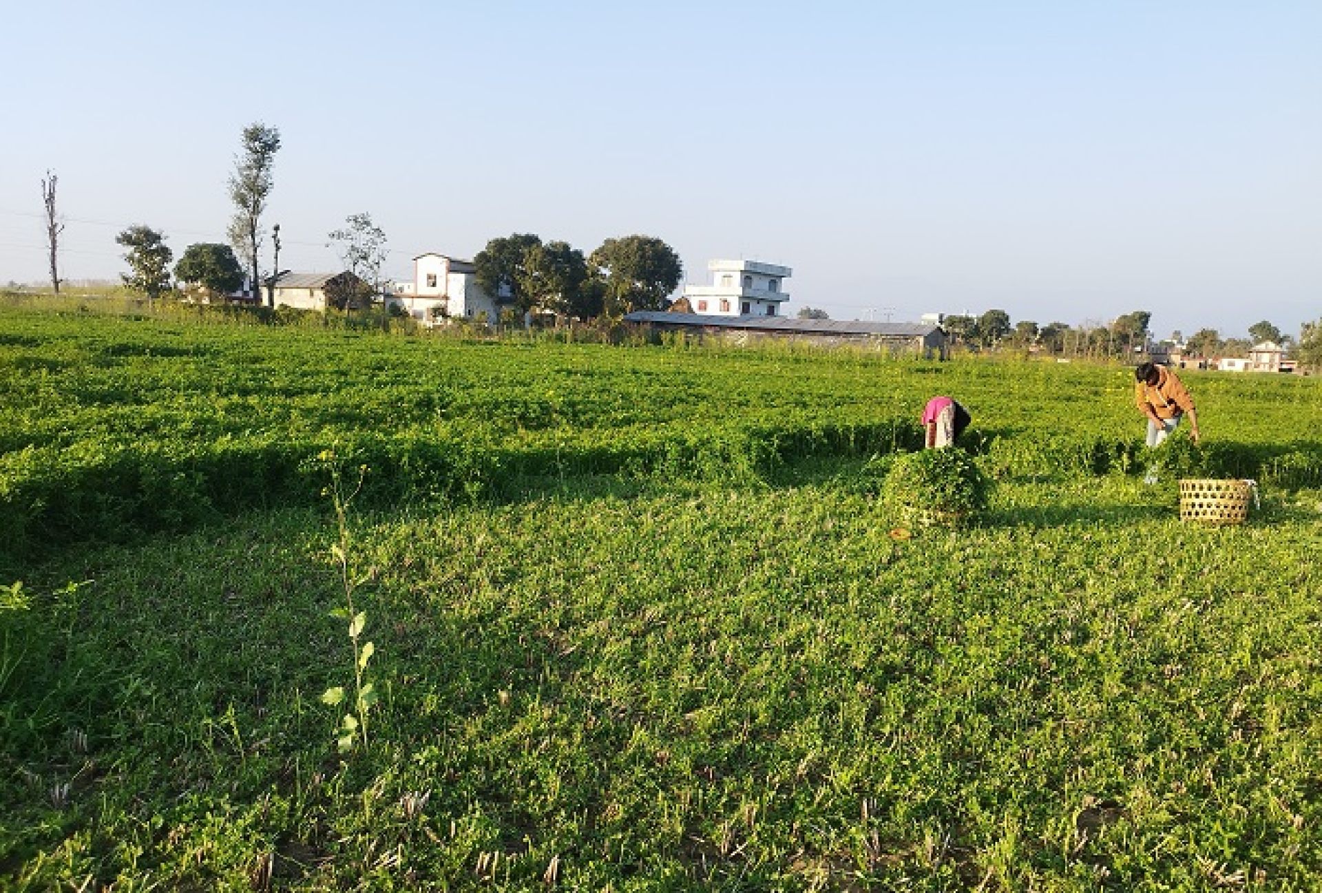 बर्सिम घाँसखेतीले पशुपालक किसानलाई सहज